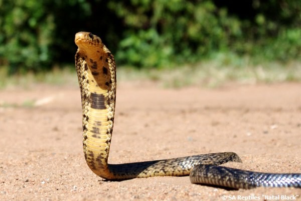 African Saw Scaled Viper Echis_ocellatus_from_Ghana
