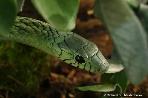 African Saw Scaled Viper Echis_ocellatus_from_Ghana