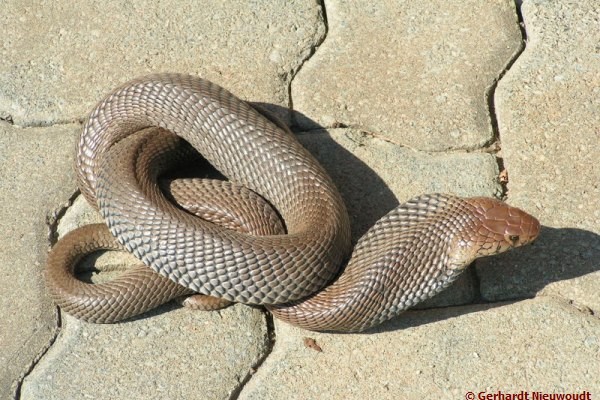 African Saw Scaled Viper Echis_ocellatus_from_Ghana