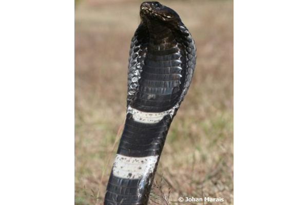 African Saw Scaled Viper Echis_ocellatus_from_Ghana