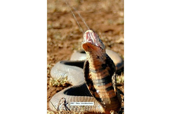 African Saw Scaled Viper Echis_ocellatus_from_Ghana