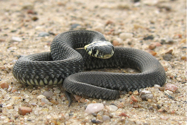 African Saw Scaled Viper Echis_ocellatus_from_Ghana