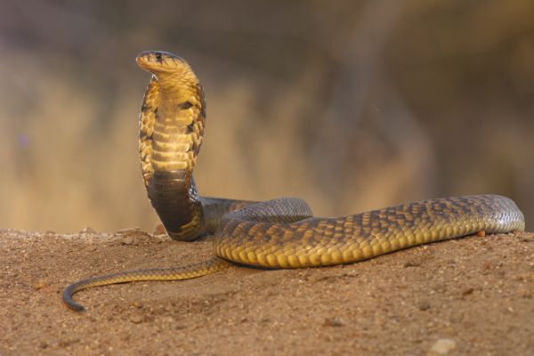 African Saw Scaled Viper Echis_ocellatus_from_Ghana